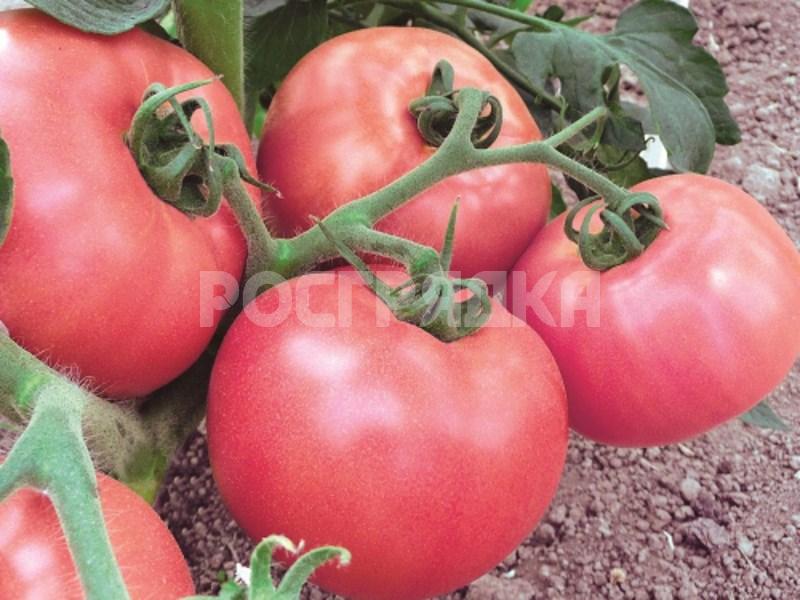 Низкорослые томаты: преимущества, особенности выращивания - Росгрядка